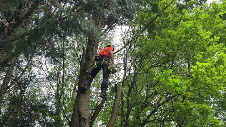 Reliable Bay Point, CA Tree Services Solutions