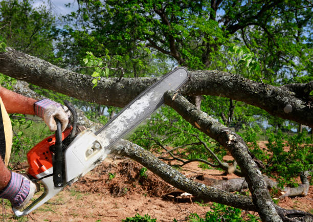 Leaf Removal in Bay Point, CA